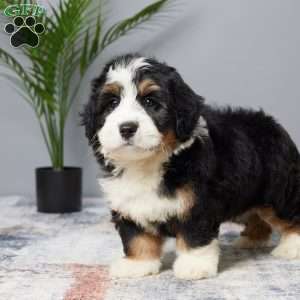 Dreamer, Mini Bernedoodle Puppy